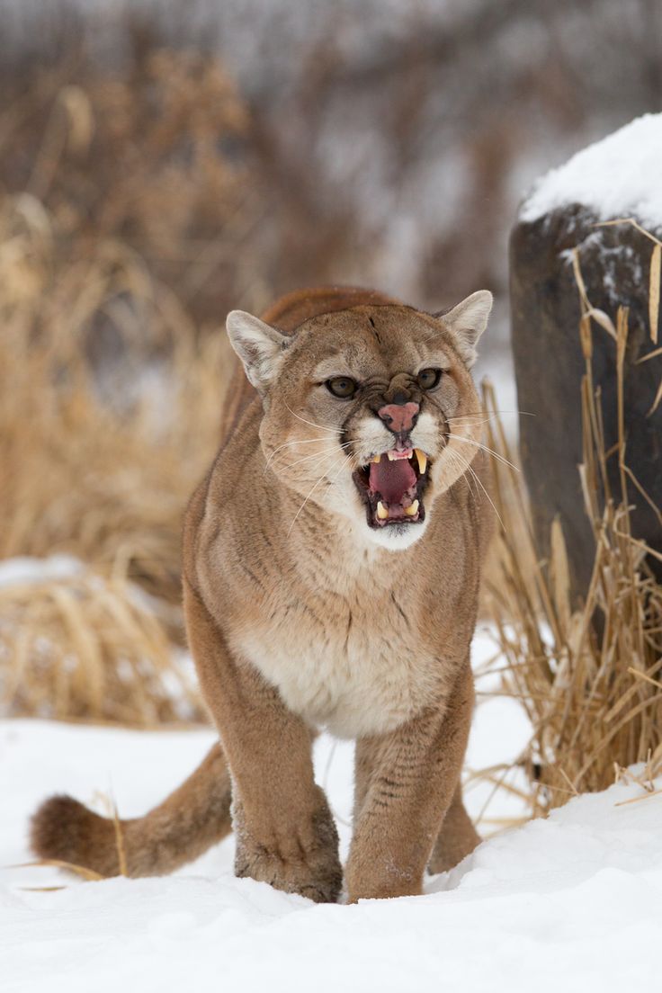 angry cougar
