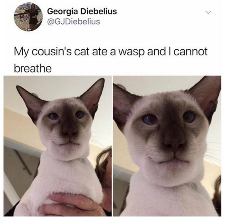 my cousins cat ate a wasp - Georgia Diebelius My cousin's cat ate a wasp and I cannot breathe