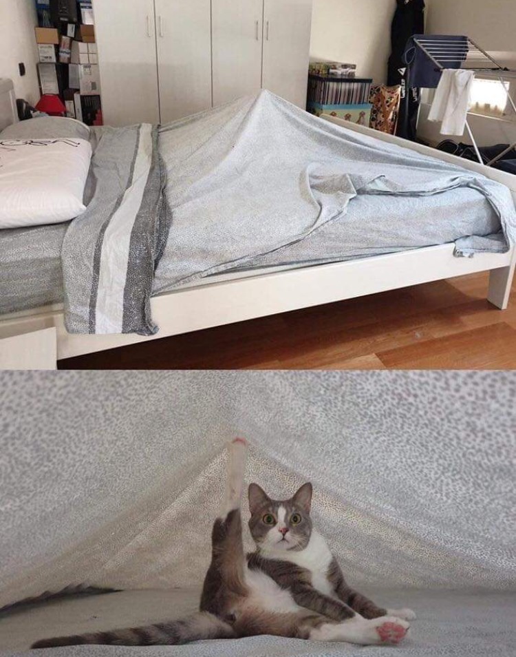 cat under bed sheet meme