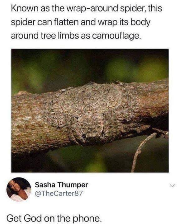 wrap around spider meme - Known as the wraparound spider, this spider can flatten and wrap its body around tree limbs as camouflage. Sasha Thumper Get God on the phone.