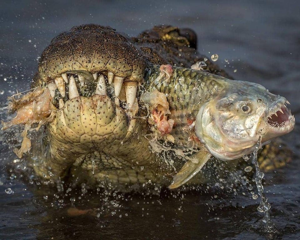 tiger fish vs crocodile
