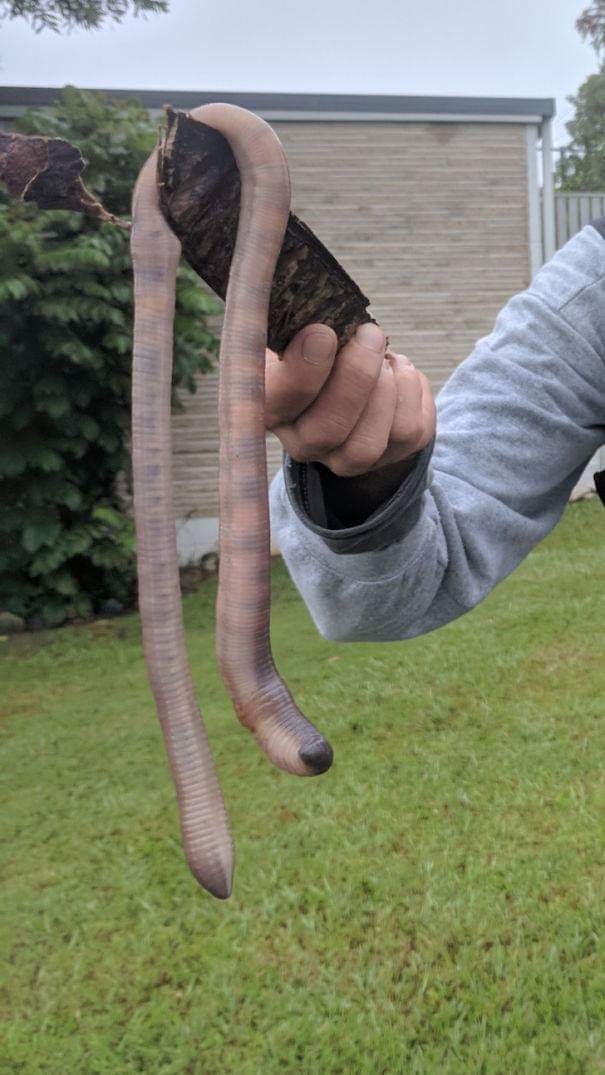 giant earthworm australia