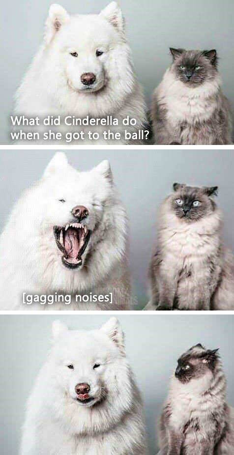 hilarious funny dog memes - What did Cinderella do when she got to the ball? Igagging noises