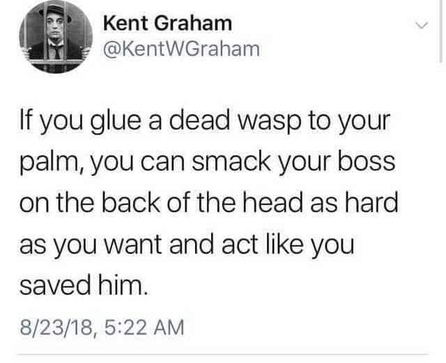 ken storey university of tampa - Kent Graham If you glue a dead wasp to your palm, you can smack your boss on the back of the head as hard as you want and act you saved him. 82318,