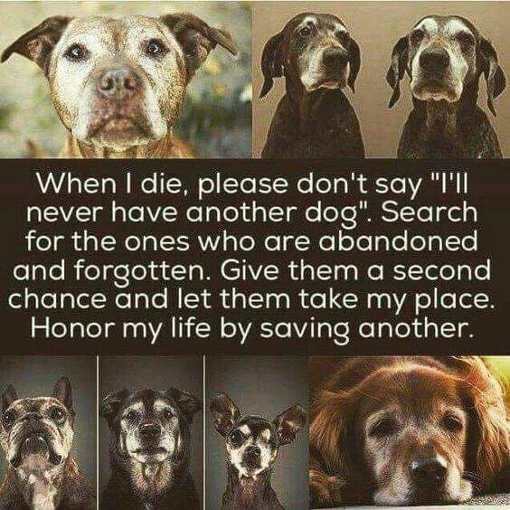 losing a dog and get another - When I die, please don't say "Til never have another dog". Search for the ones who are abandoned and forgotten. Give them a second chance and let them take my place. Honor my life by saving another.