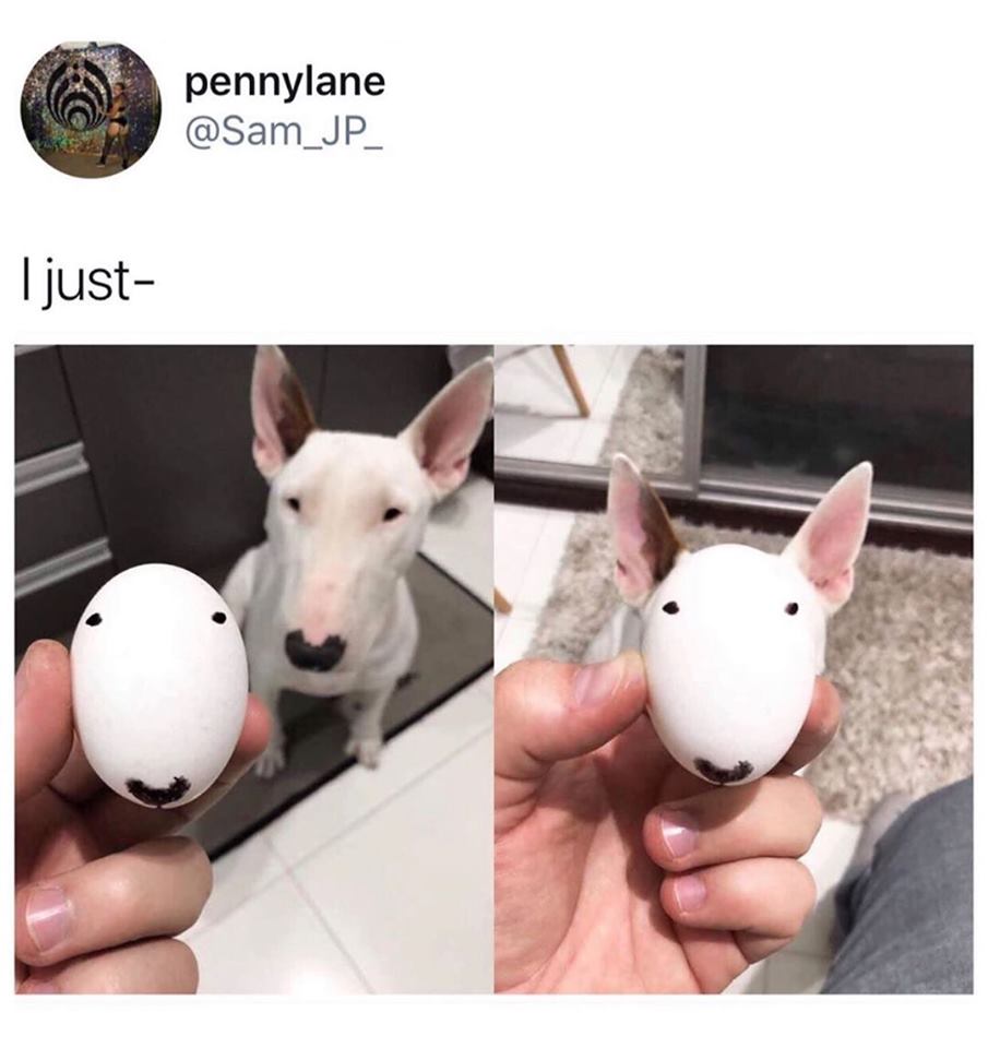 my dog head egg