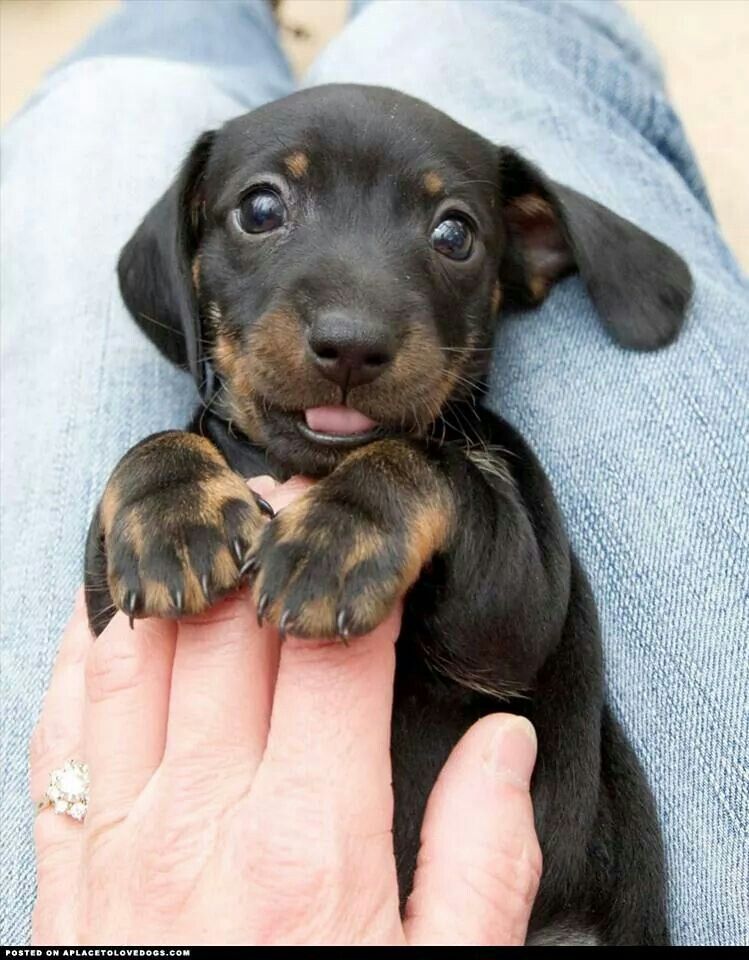 cute sausage dog puppy - . Sala Posted On Aplacetolovedogs.Com