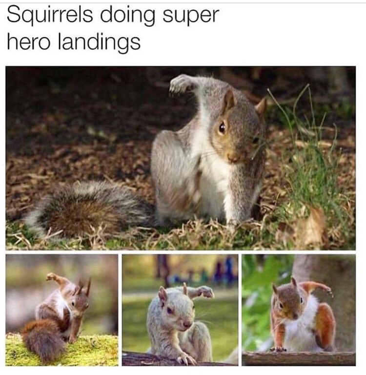 squirrels doing superhero landings - Squirrels doing super hero landings Rex