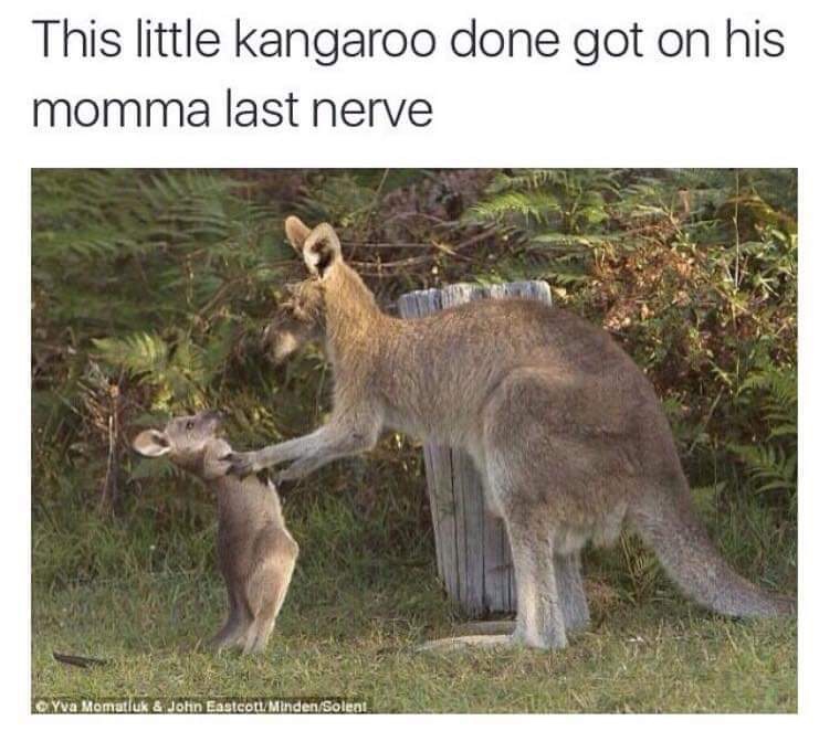 funny kangaroo memes - This little kangaroo done got on his momma last nerve Les Yva Momatluk & John EastcottMindenSolent