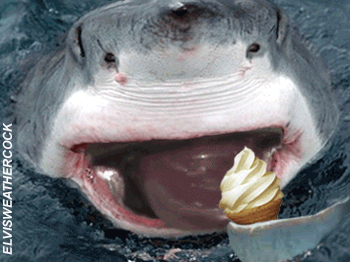 shark licking ice cream gif - Elvisweathercock