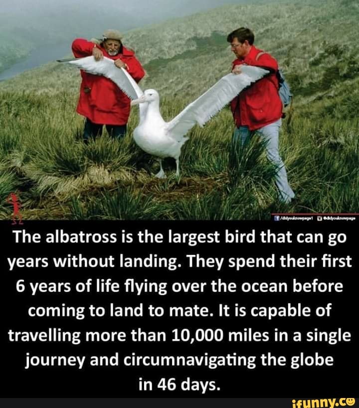 albatross wingspan - podpapel assyoupage The albatross is the largest bird that can go years without landing. They spend their first 6 years of life flying over the ocean before coming to land to mate. It is capable of travelling more than 10,000 miles in