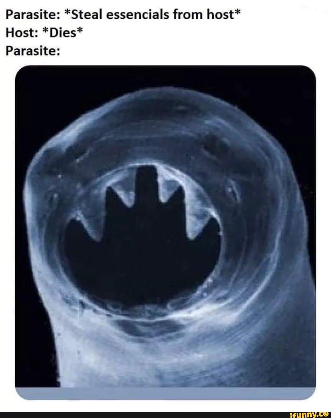 ancylostoma duodenale meme - Parasite Steal essencials from host Host Dies Parasite ifunny.co