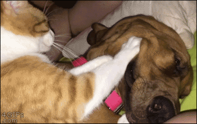 cat massaging dog gif