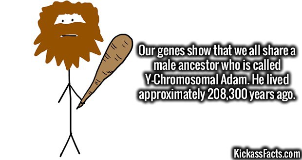 Our genes show that we all a male ancestor who is called YChromosomal Adam. He lived approximately 208,300 years ago. Kickassfacts.com