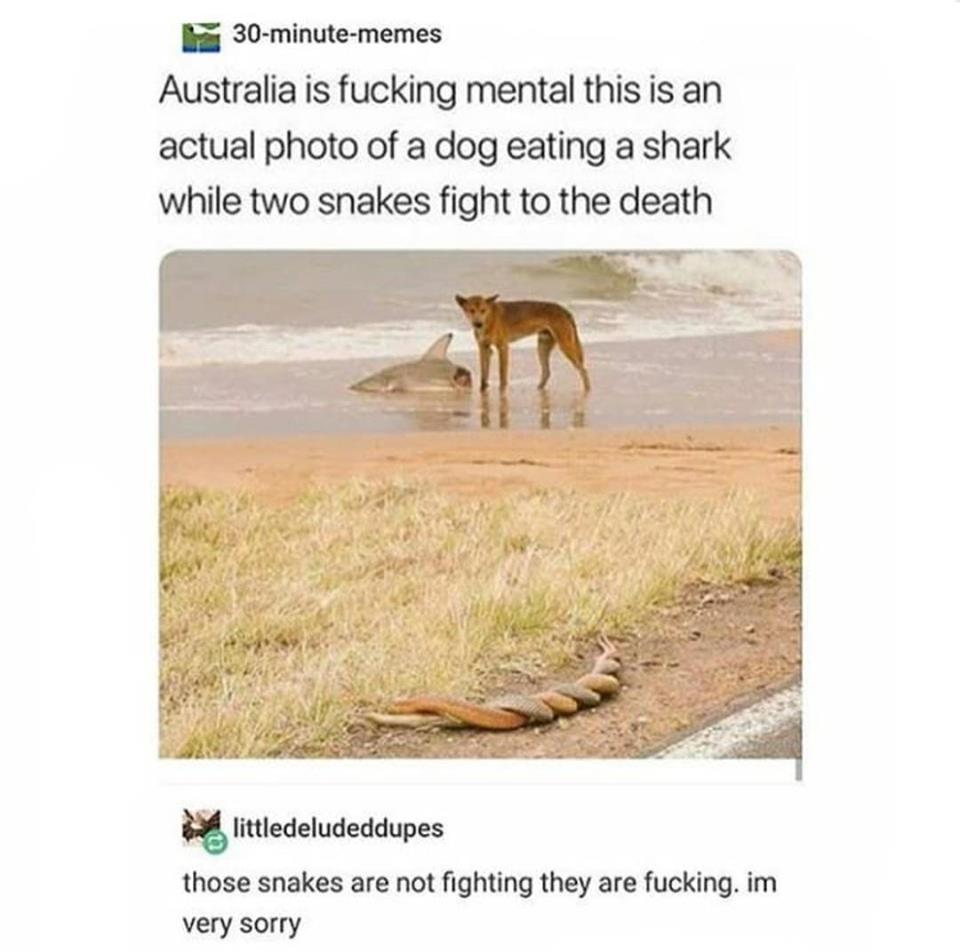 dog eating shark snakes - 30minutememes Australia is fucking mental this is an actual photo of a dog eating a shark while two snakes fight to the death littledeludeddupes those snakes are not fighting they are fucking. im very sorry
