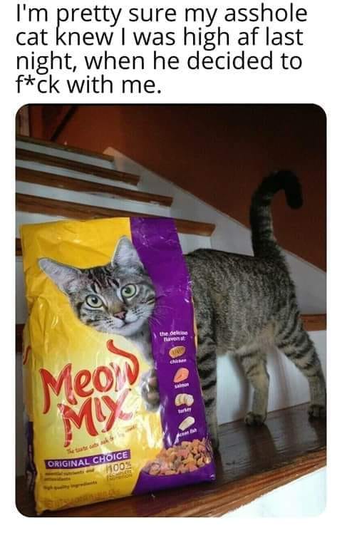 funny cat in cat food bag - I'm pretty sure my asshole cat knew I was high af last night, when he decided to fck with me. Meo 1019 101011 Original Choice 100%