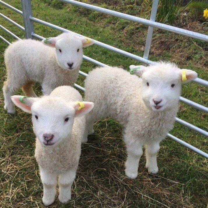 baby sheep