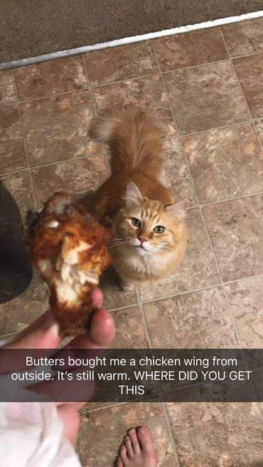 cat snapchat funny - Butters bought me a chicken wing from outside. It's still warm. Where Did You Get This