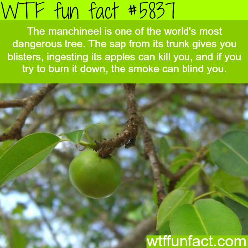 manchineel tree facts - Wtf fun fact The manchineel is one of the world's most dangerous tree. The sap from its trunk gives you blisters, ingesting its apples can kill you, and if you try to burn it down, the smoke can blind you. wtffunfact.com