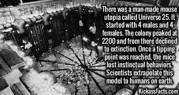 mouse utopia experiment - There was a manmade mouse utopia called Universe 25. It started with 4 males and 4 females. The colony peaked at 2200 and from there declined to extinction. Once a tipping point was reached, the mice lost instinctual behaviors. S