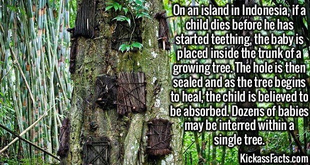 indonesia fun facts - Awa. On an island in Indonesia, ifa child dies before he has started teething, the baby is i placed inside the trunk of a growing tree. The hole is then, sealed and as the tree begins to heal the child is believed to be absorbed. Doz