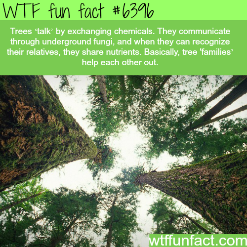 do trees talk to each other - Wtf fun fact Trees 'talk by exchanging chemicals. They communicate through underground fungi, and when they can recognize their relatives, they nutrients. Basically, tree families help each other out. wtffunfact.com