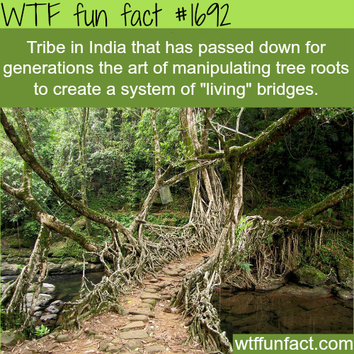 india root bridge - Wtf fun fact Tribe in India that has passed down for generations the art of manipulating tree roots to create a system of "living" bridges. wtffunfact.com