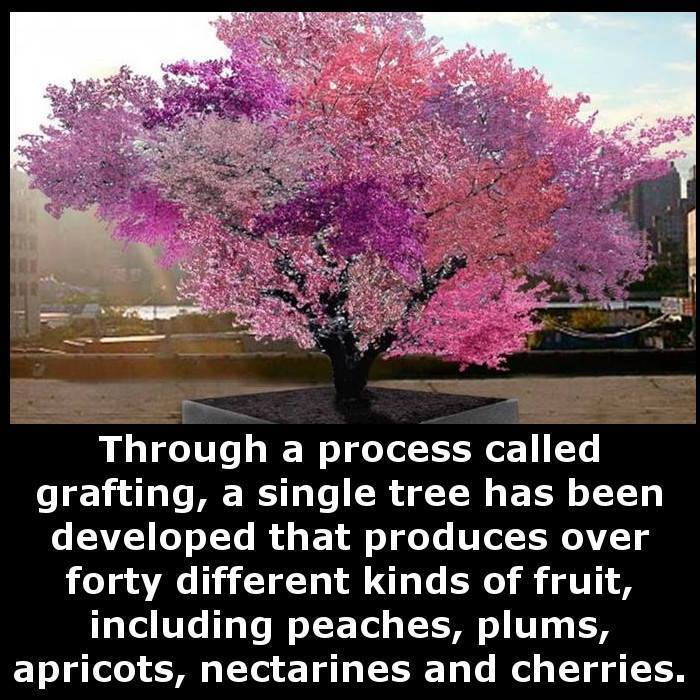 tree of 100 fruits - Through a process called grafting, a single tree has been developed that produces over forty different kinds of fruit, including peaches, plums, apricots, nectarines and cherries.