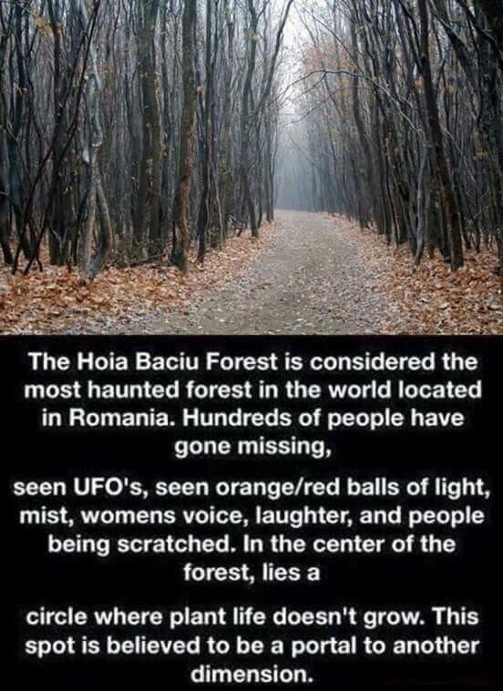 tree - The Hoia Baciu Forest is considered the most haunted forest in the world located in Romania. Hundreds of people have gone missing, seen Ufo's, seen orangered balls of light, mist, womens voice, laughter, and people being scratched. In the center of