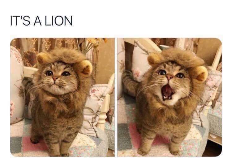 cat pretending to be a lion - It'S A Lion