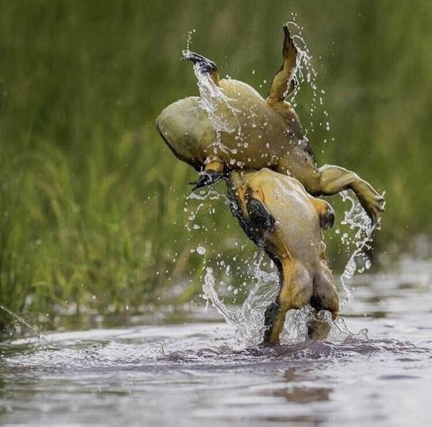 frog wrestling
