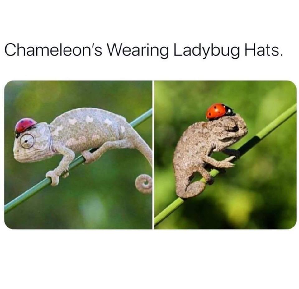 chameleons wearing ladybug hats - Chameleon's Wearing Ladybug Hats.