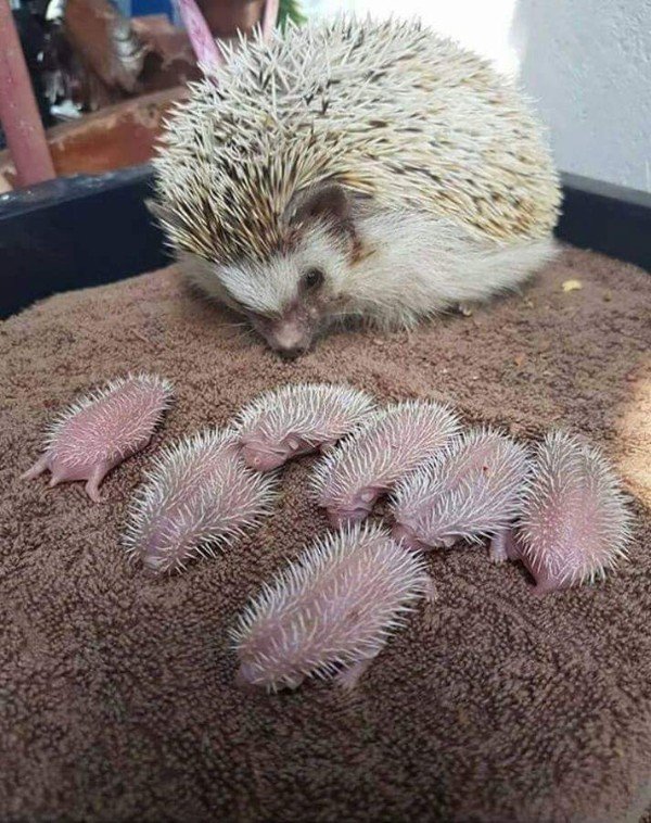 hedgehog with babies