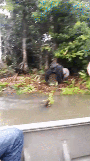 gorilla splashing water gif
