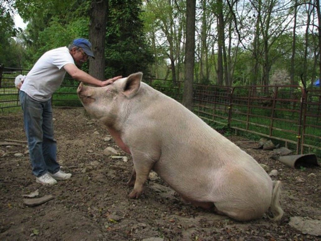farm pig size