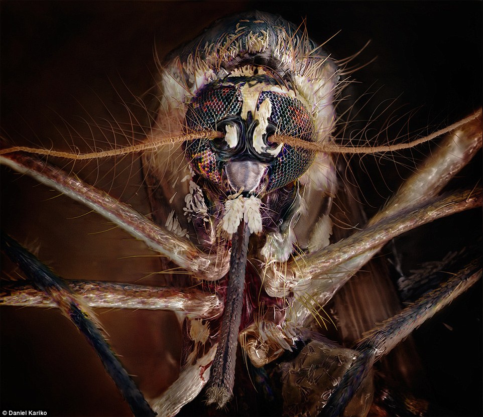 close up mosquito face