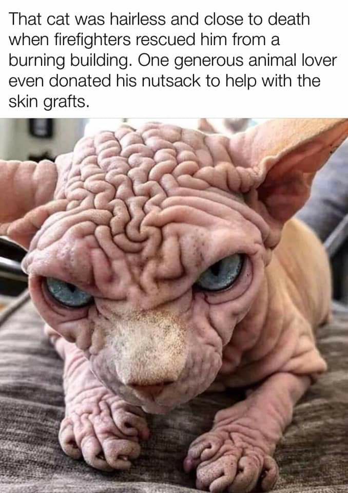 hairless down syndrome cat - That cat was hairless and close to death when firefighters rescued him from a burning building. One generous animal lover even donated his nutsack to help with the skin grafts.