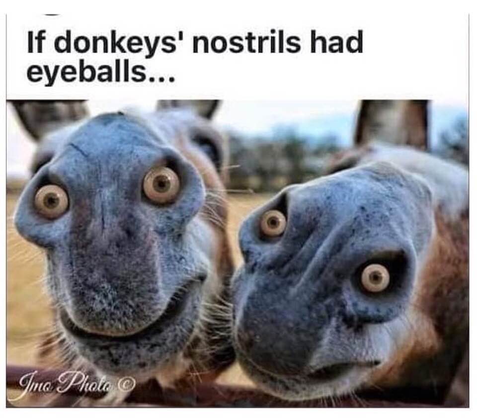 donkey nostril eyes - If donkeys' nostrils had eyeballs... Ino Photo