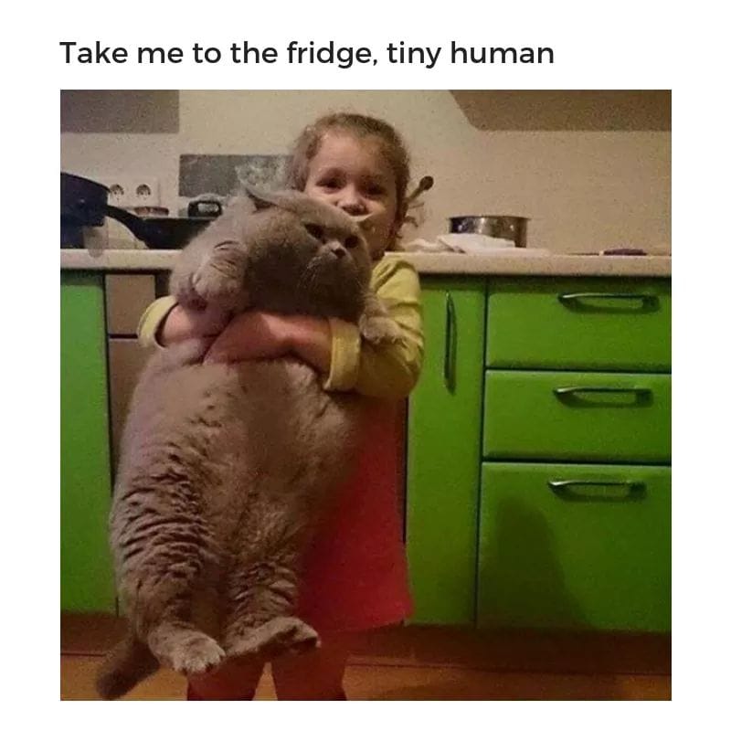 little girl holding fat cat - Take me to the fridge, tiny human