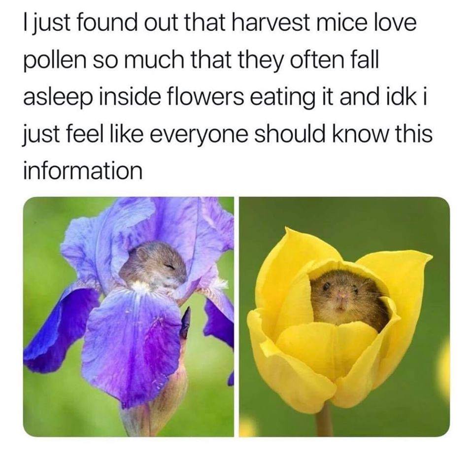 wholesome memes - I just found out that harvest mice love pollen so much that they often fall asleep inside flowers eating it and idk i just feel everyone should know this information