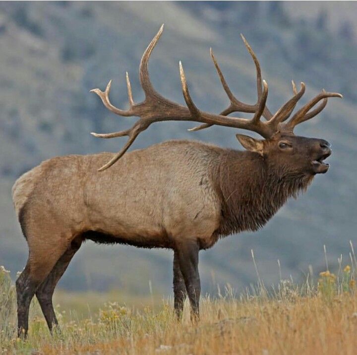 elk bull