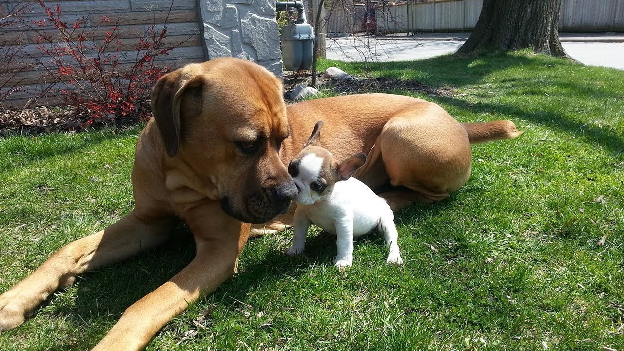 random dog playing with puppy
