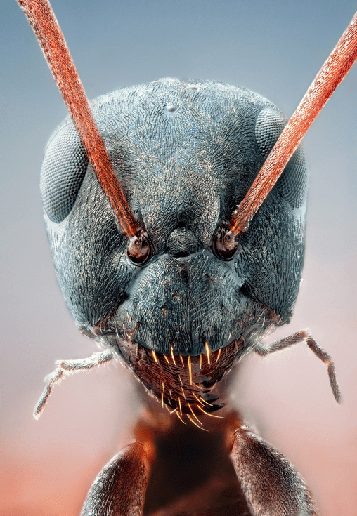 random close up of an ants face