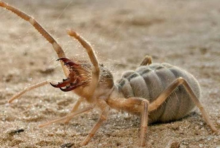 random camel spider