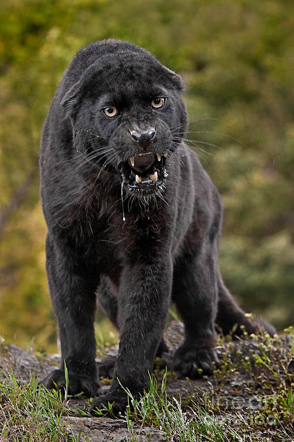 random black panther photography