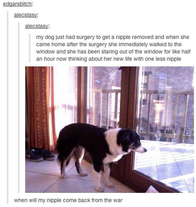 surgery posts tumblr funny - edgarsbitch alecstasy alecstasy my dog just had surgery to get a nipple removed and when she came home after the surgery she immediately walked to the window and she has been staring out of the window for half an hour now thin