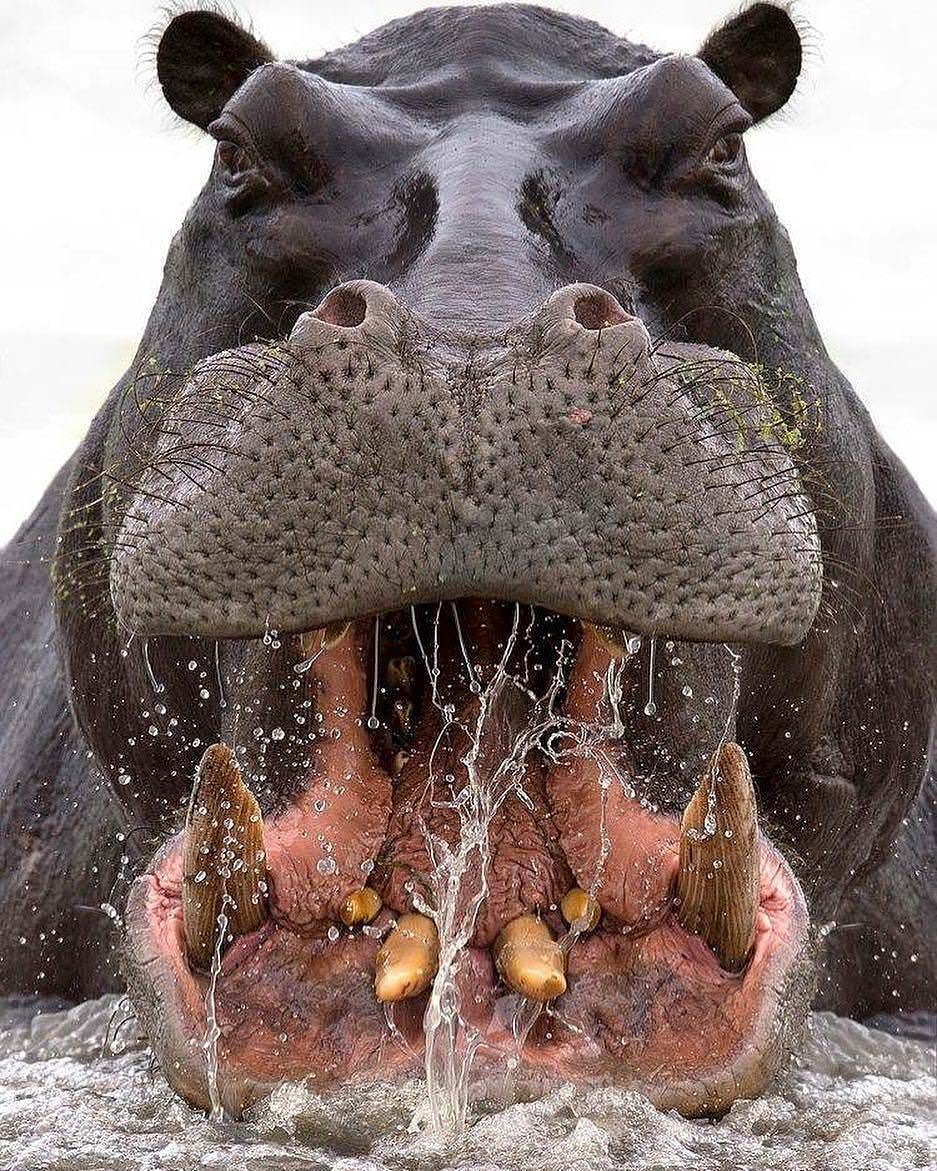 hippo close up