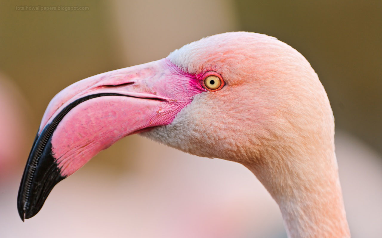 beaks of flamingo - totalhdwallpapers.blogspot.com