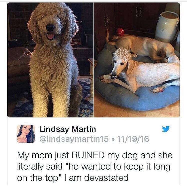 mom ruined dog - Lindsay Martin 111916 My mom just Ruined my dog and she literally said "he wanted to keep it long on the top" I am devastated
