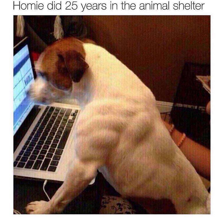homie did 25 years in the animal shelter - Homie did 25 years in the animal shelter